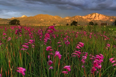 Flower meadow, marsh gladiolus (Gladiolus palustris), evening light, cloudy mood, summer,