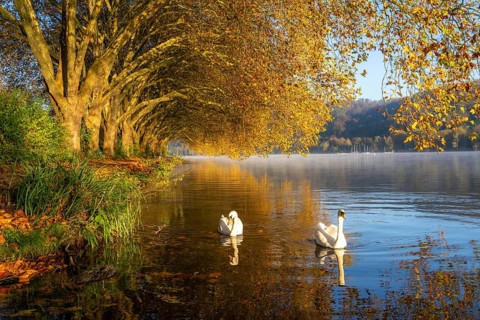 Autumnal colours at the Platanen Allee, Hardenberg Ufer, lakeside path at Lake Baldeney, near Haus