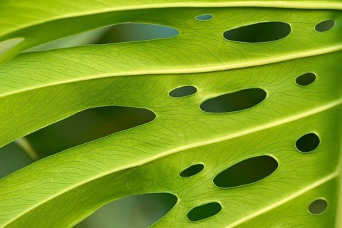 Close-up of a green Monstera leaf with irregular holes through which the light falls