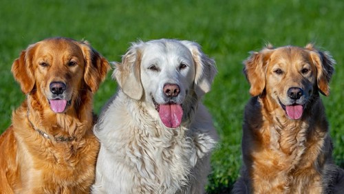 Golden retriever dog with cream coloured coat sitting outside amongst two golden retrievers in