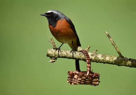 Redstart, (Phoenicurus phoenicurus) sitting on a branch