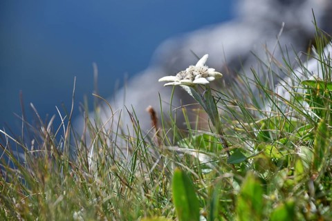 Wild Alpine edelweiss (Leontopodium nivale), seen in the Berchtesgaden National Park, Bavaria,
