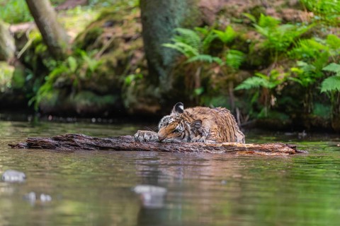 One young female Siberian Tiger, Panthera tigris altaica, playing with a log in the cool fresh