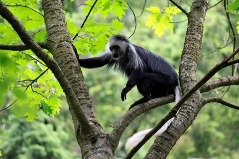 White-bearded snub-nosed monkey (Colobus polykomos), adult, sitting, on tree, foraging, alert