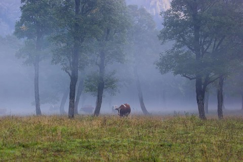 A Holstein Friesian cow stands grazing on a meadow with trees on a foggy day. Eng Valley, Austria,