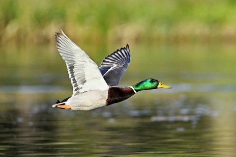Mallard (Anas platyrhynchos), drake in flight, Switzerland, Europe