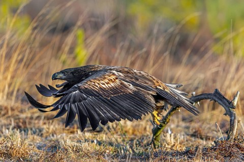 White-tailed eagle, Eurasian sea eagle, erne (Haliaeetus albicilla) juvenile taking off from branch