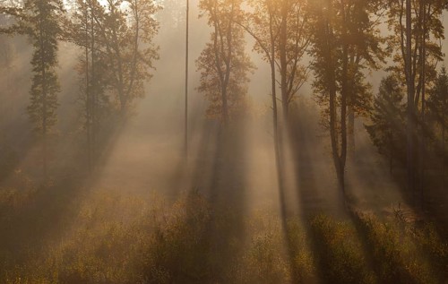 Sunrise with morning fog in the deciduous forest, Gmünd, Waldviertel, Lower Austria, Austria,