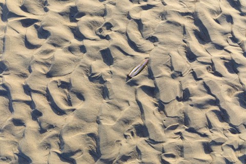 Pattern in the sand, formed by wind and water, in between a single razor clam, North Beach of