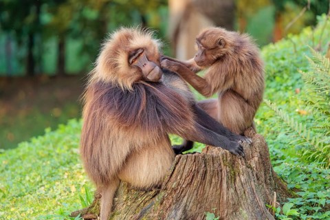 A male and a female Gelada (Theropithecus gelada), or bleeding-heart monkey sit in beautiful light