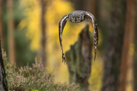 One spotted eagle-owl (Bubo africanus) flying thru a forest. Trees and leaves in the background