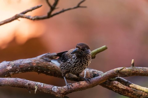 One spotted nutcracker or Eurasian nutcracker (Nucifraga caryocatactes) sitting on a twig. A