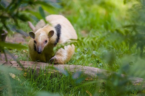 One southern tamandua (Tamandua tetradactyla), walks through dense undergrowth of a forest
