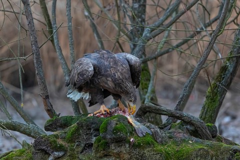 One white-tailed eagle (Haliaeetus albicilla) sitting on a small hammock feeding on a common carp.