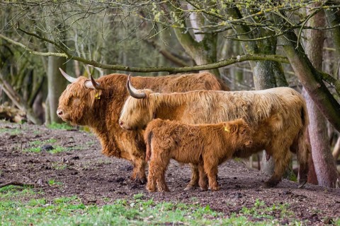 A family of Highlands (Bos (primigenius), a bull, a cow and a calf stand at a forest edge