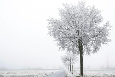 Trees with hoarfrost line a lonely road disappearing into a foggy winter day, Schöppinger Berg