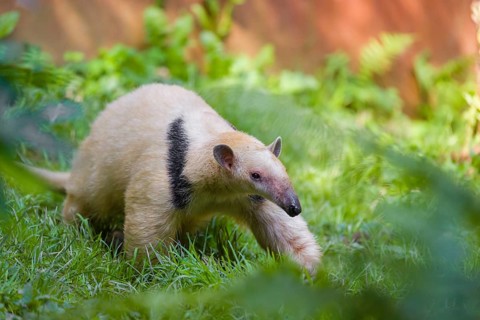One southern tamandua (Tamandua tetradactyla), walks through dense undergrowth of a forest