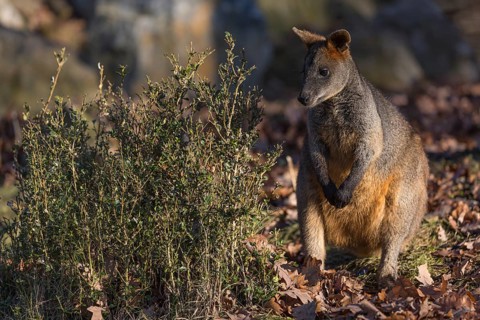 One swamp wallaby (Wallabia bicolor) next to a bush in early morning light