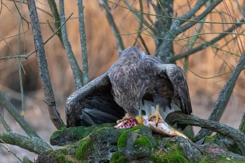 One white-tailed eagle (Haliaeetus albicilla) sitting on a small hammock feeding on a common carp.