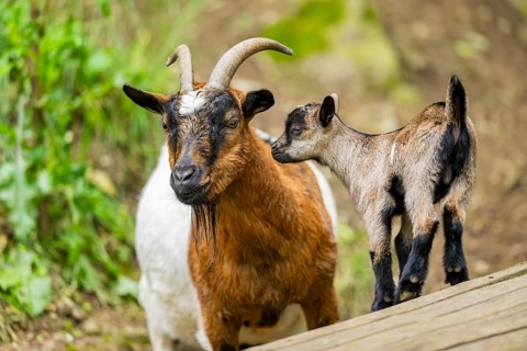 Close-up of domestic goat (Capra aegagrus hircus) mother with her kids, Bavaria, Germany, Europe