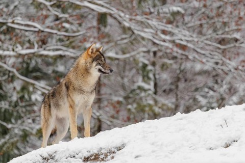 A young grey wolf (Canis lupus lupus) stands on a sloping, snow-covered meadow on a cold, cloudy