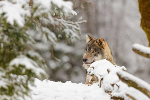 An adult male grey wolf (Canis lupus lupus) rests in the thicket of a sloping, snow-covered forest