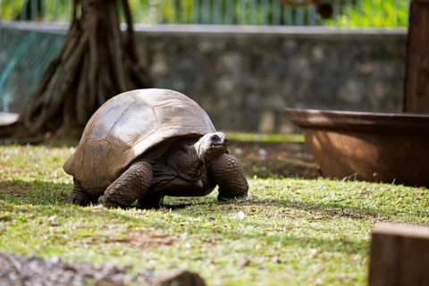 Seychelles giant tortoises (Aldabrachelys, syn.: Dipsochelys) in the garden of the colonial house