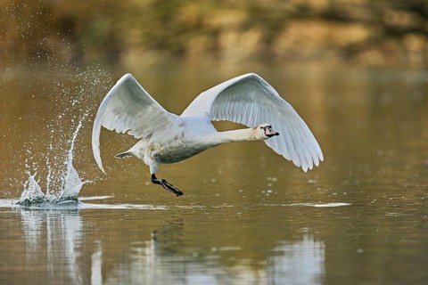 Mute swan (Cygnus olor), taking off from the water, Flachsee, nature reserve, Reusstal, Canton