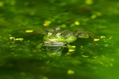 Edible frog (Pelophylax esculentus) in a little lake in the water, Bavaria, Germany, Europe