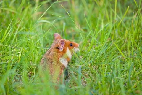 A European hamster (Cricetus cricetus), Eurasian hamster, black-bellied hamster or common hamster,