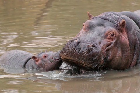 A baby hippopotamus (Hippopotamus amphibius) and its mother resting in a river
