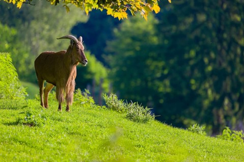 One Barbary sheep (Ammotragus lervia) stands on green hilly ground on a sunny day. Some trees stand