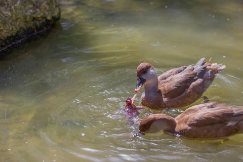 Two female red-crested pochards (Netta rufina) fight over a grass frog (Rana temporaria) and try to