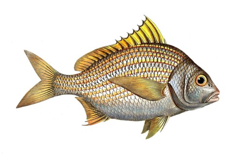 Fish, Fish, Fish genus from the snapper family Lutjanus luteus, the Yellow-fin, Historical,