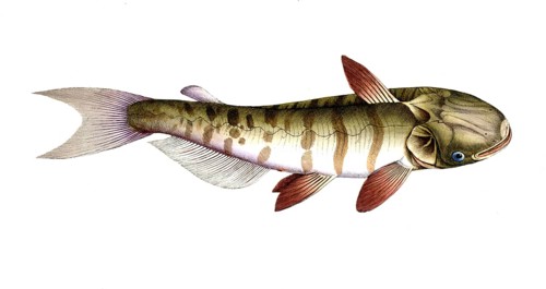 Fish, Fish, Fish genus from the family of the true catfishes within the order of the catfishes,