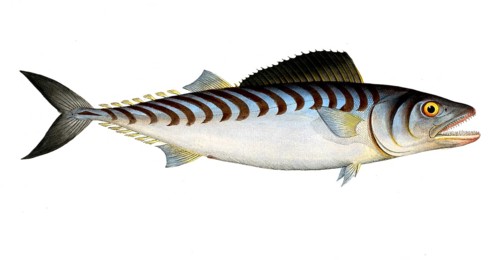 Fish, fish, group of perch relatives, Scomber sarda, the Scale-breast, Historical, digitally