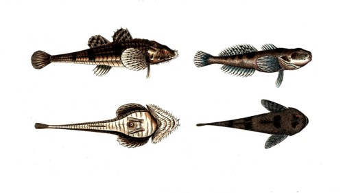 Fish, fish, left: Fish genus from the bullhead family, Cottus cataphractus, Der Steinpicker, The