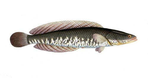 Fish, Pisces, Ophicephalus striatus, Channa striata, the striped snakehead, Historical, digitally