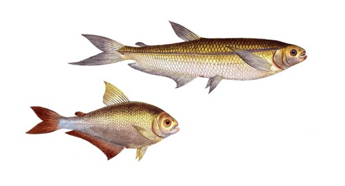 Fish, Fish, left: Salmon family, Salmo Bimaculatus, double-spotted salmon, bimaculated Salmon