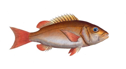 Fish, fishes, family of sea bream, Sparus cynodon, the Dogs-tooth, Historical, digitally restored