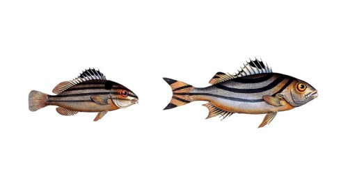 Fish, Fish, genus of the hussar fish, Holocentrus servus, Sclave, the slave fish and genus of the