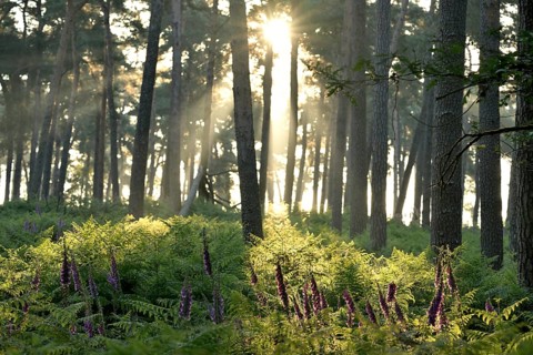 Common foxglove (Digitalis purpurea) in a sunny forest, Lower Rhine, North Rhine-Westphalia,