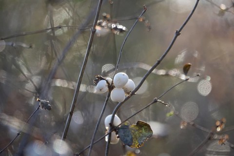 Common snowberry (Symphoricarpos albus), late autumn, Saxony, Germany, Europe
