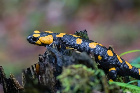 One fire salamander (Salamandra salamandra) rests on a tree stump on a rainy day. IUCN conservation