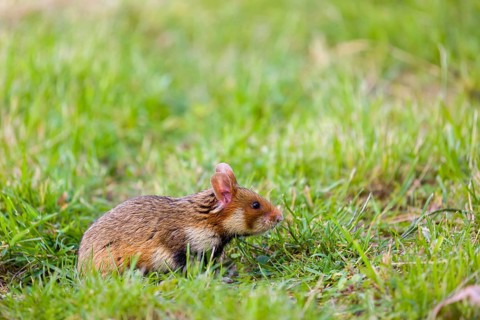 A European hamster (Cricetus cricetus), Eurasian hamster, black-bellied hamster or common hamster,
