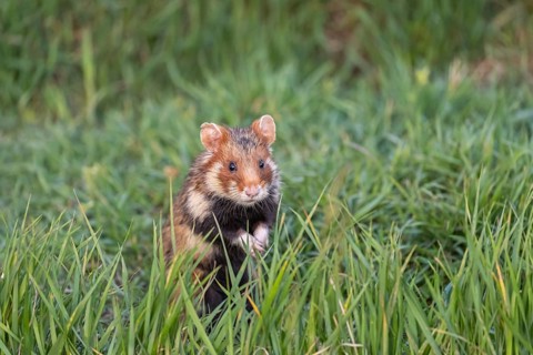 One European hamster (Cricetus cricetus), Eurasian hamster, black-bellied hamster or common