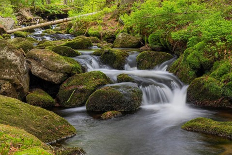Kleine Ohe creek below Waldhaeuser village in the Bavarian Forest Nationalpark. Flowing water,