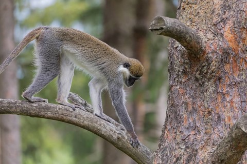 One grivet (Chlorocebus aethiops) sitting on the branch of a tree. Green vegetation in the