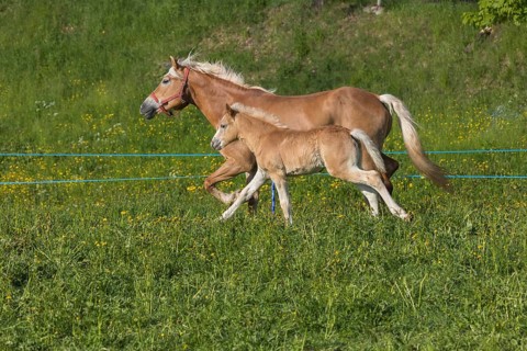 Haflinger horse, mare with foal running over a green meadow. Hafling village, South Tyrol
