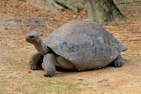 Galapagos giant tortoise (Chelonoidis niger), adult, foraging, captive, Galapagos Islands, Ecuador,